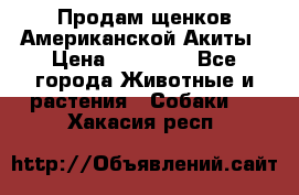 Продам щенков Американской Акиты › Цена ­ 25 000 - Все города Животные и растения » Собаки   . Хакасия респ.